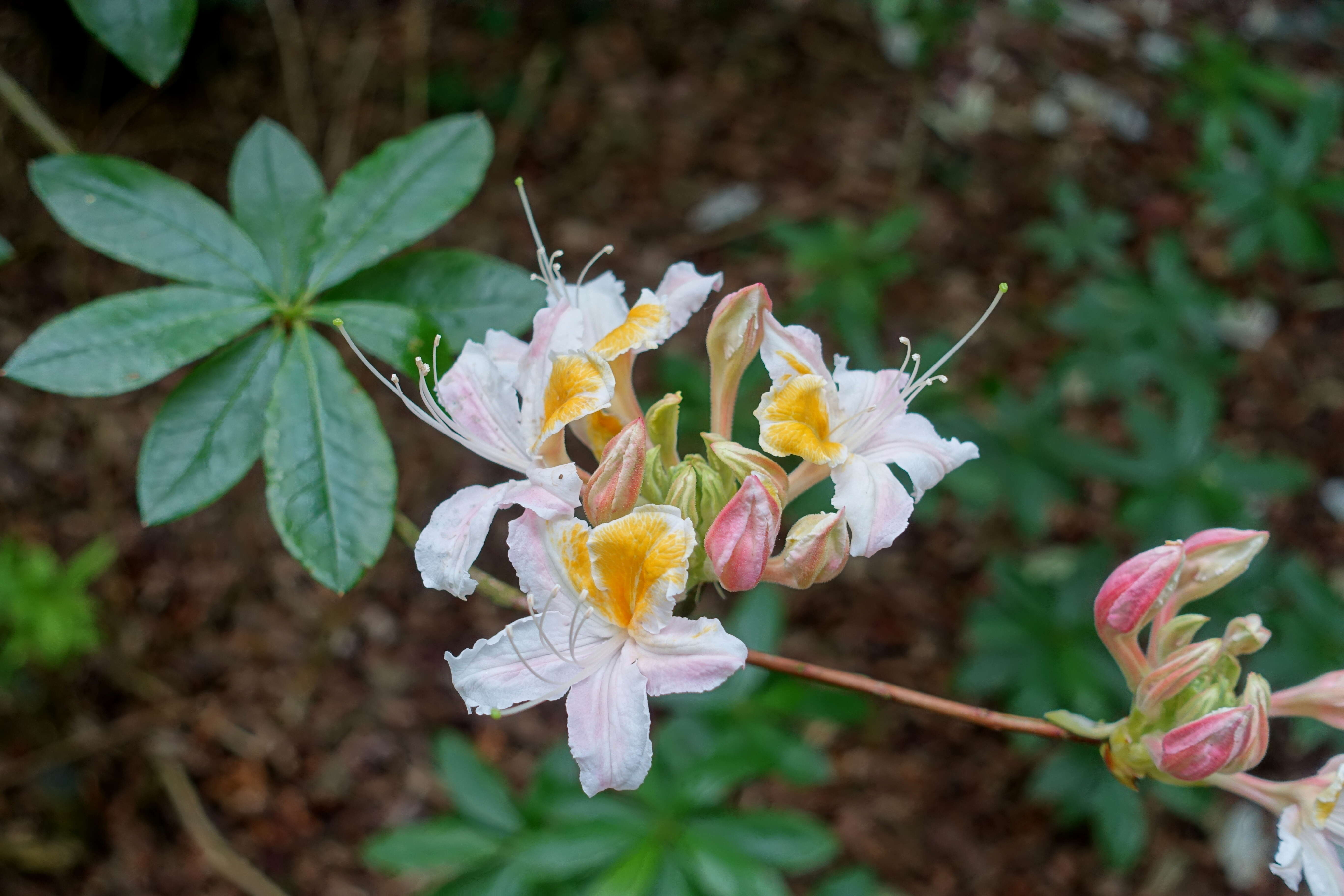 صورة Rhododendron occidentale (Torr. & Gray) A. Gray