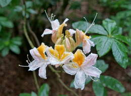 صورة Rhododendron occidentale (Torr. & Gray) A. Gray