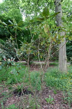 صورة Rhododendron hemsleyanum E. H. Wilson