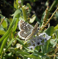 Image of Small Checkered Skipper