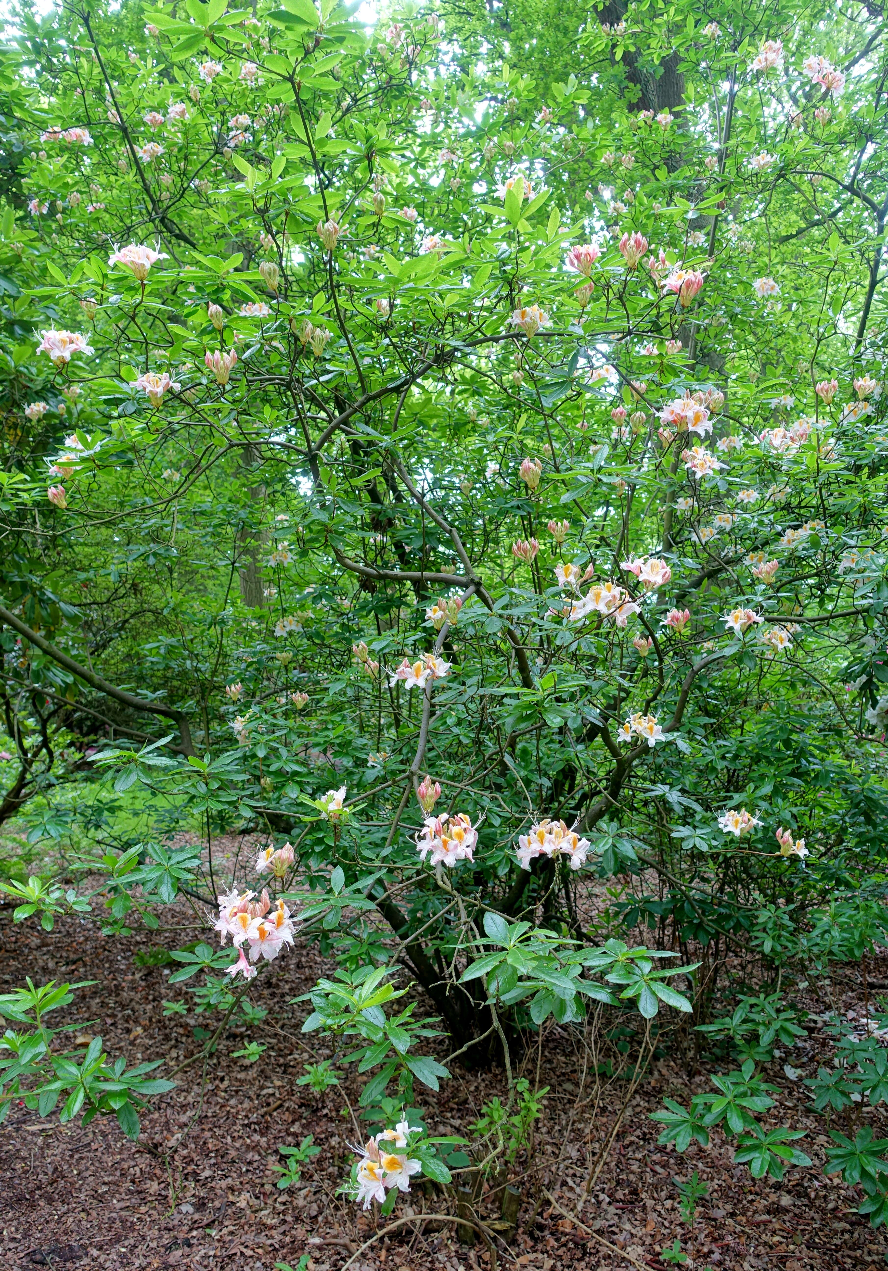 صورة Rhododendron occidentale (Torr. & Gray) A. Gray