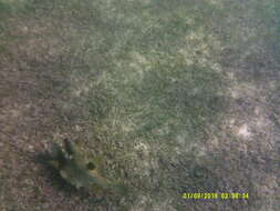 Image of Spotted Trunkfish