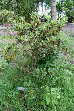 صورة Rhododendron alutaceum I. B. Balf. & W. W. Sm.