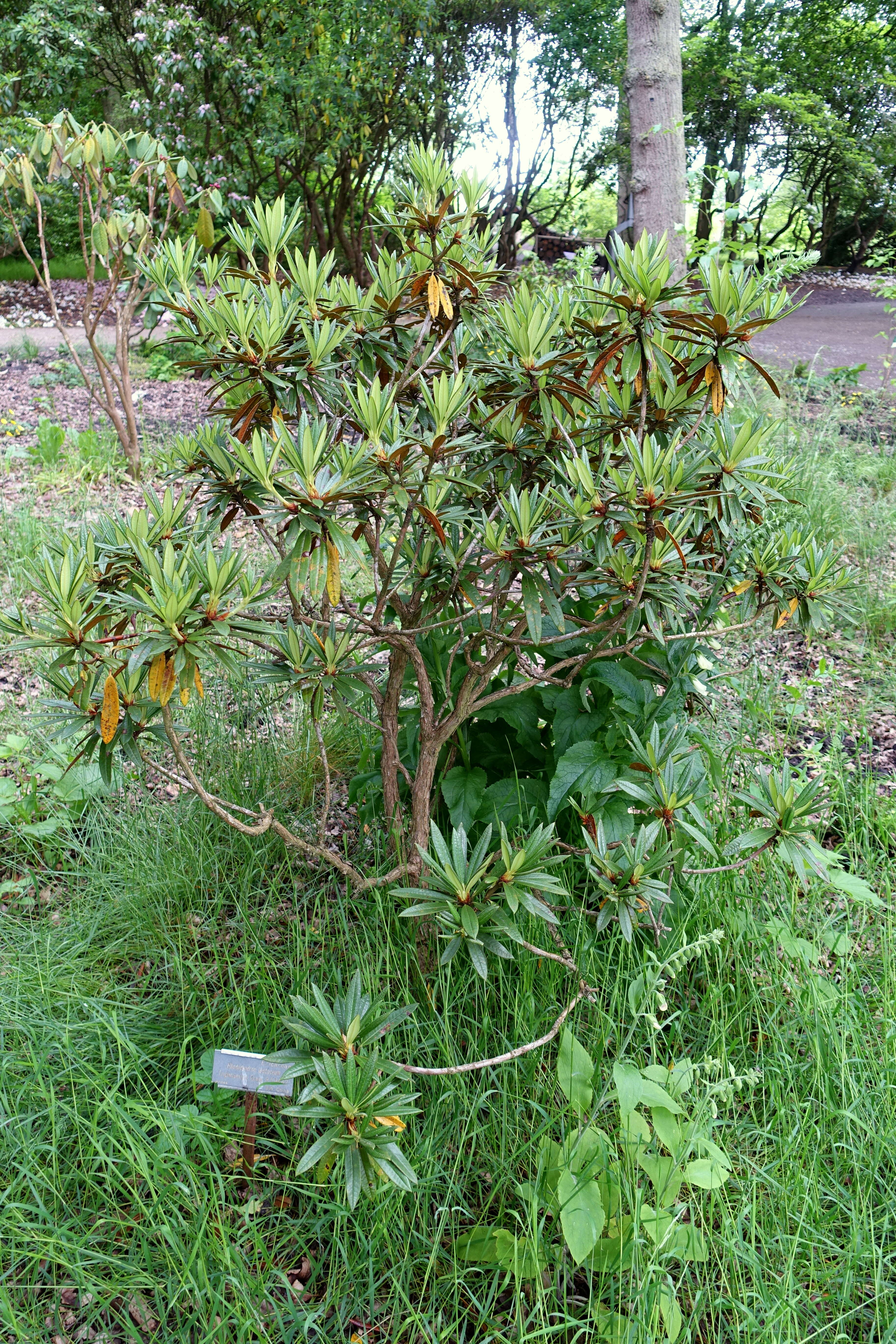 Слика од Rhododendron alutaceum I. B. Balf. & W. W. Sm.