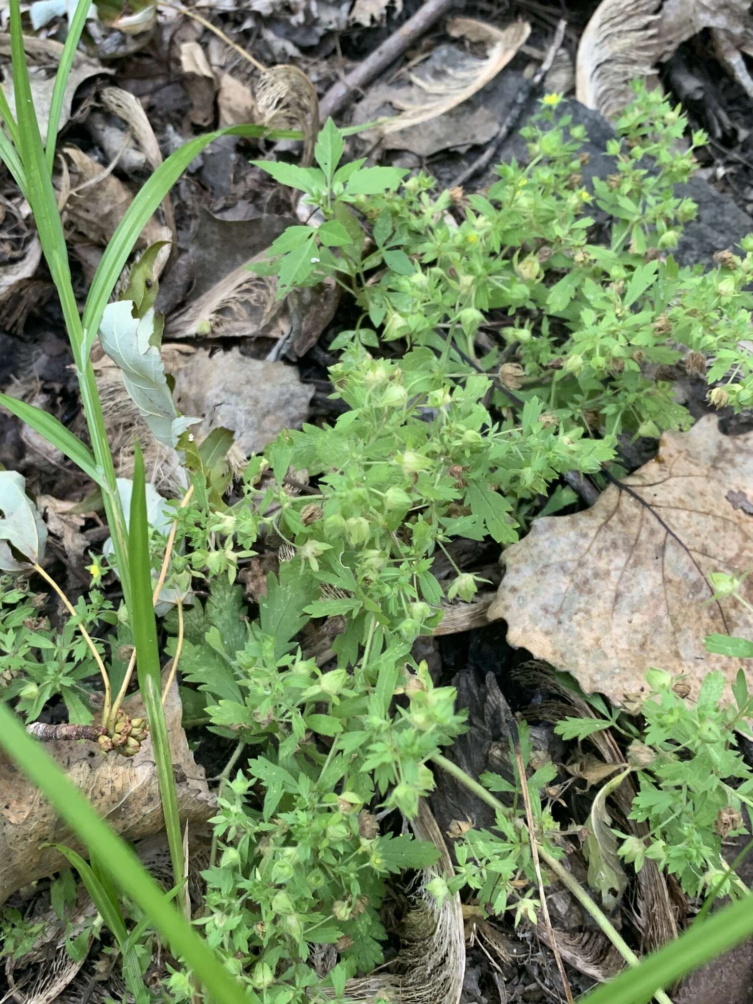 Image of brook cinquefoil