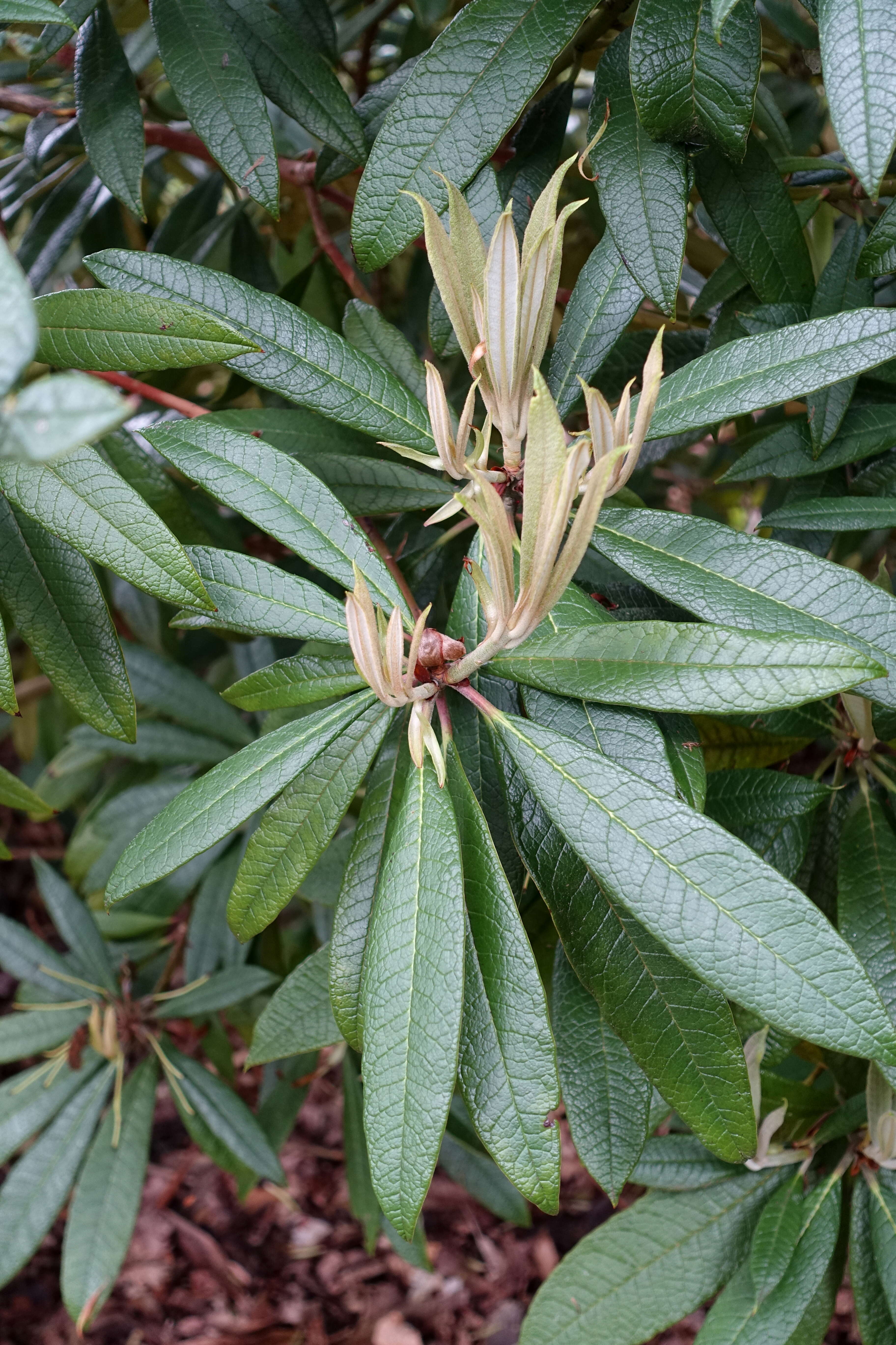 Image of Rhododendron floribundum Franch.