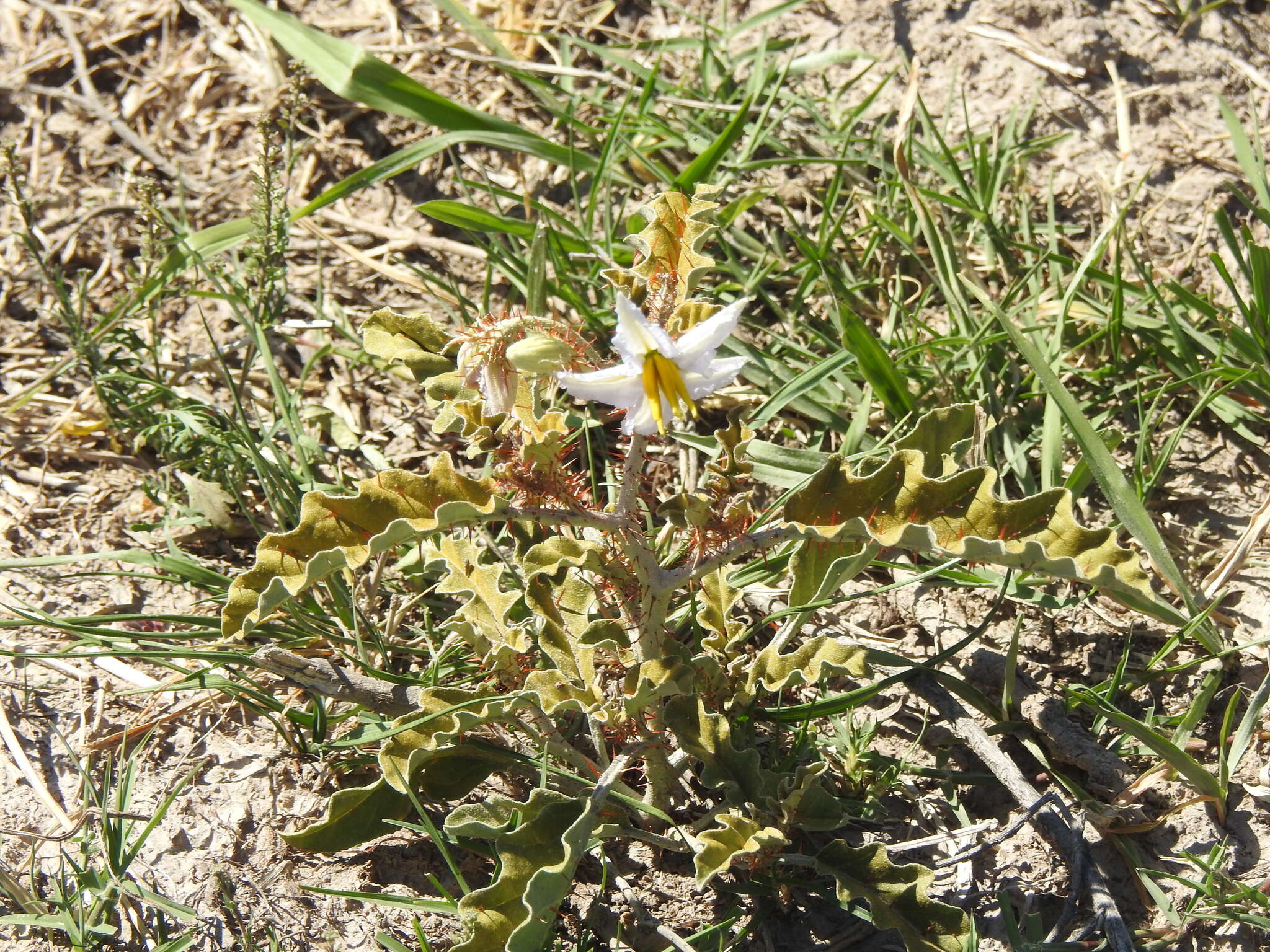 صورة Solanum juvenale Thell.