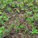 Imagem de Rhododendron fulgens Hook. fil.