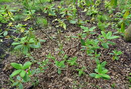 Imagem de Rhododendron fulgens Hook. fil.