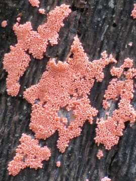 Image de Arcyria ferruginea