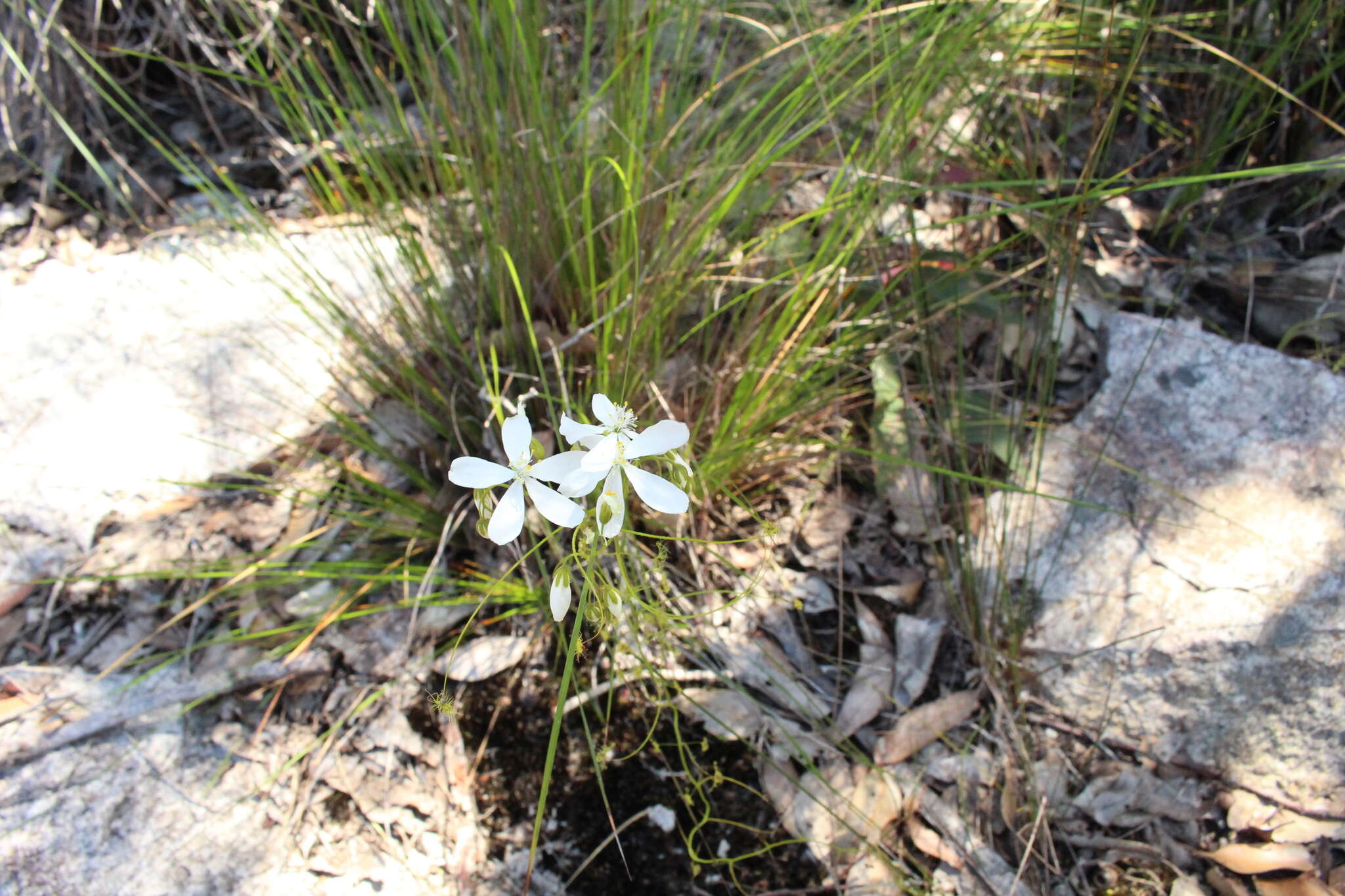 Image of Drosera modesta Diels