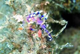 Image of Whitetip purple cerrata pink slug