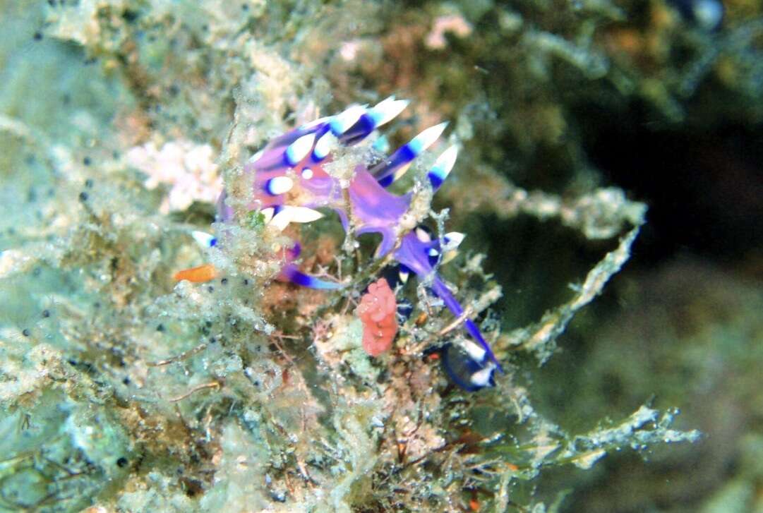 Image of Whitetip purple cerrata pink slug