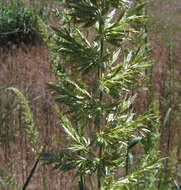 Image of giant wildrye