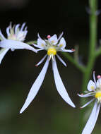 Sivun Saxifraga cortusifolia Sieb. & Zucc. kuva