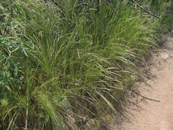 Image of rat's-tail fescue