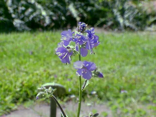 Image de Polémoine bleue