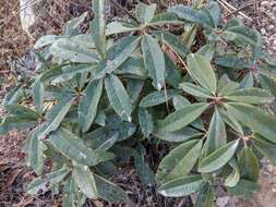 Image of Pieris formosa (Wall.) D. Don