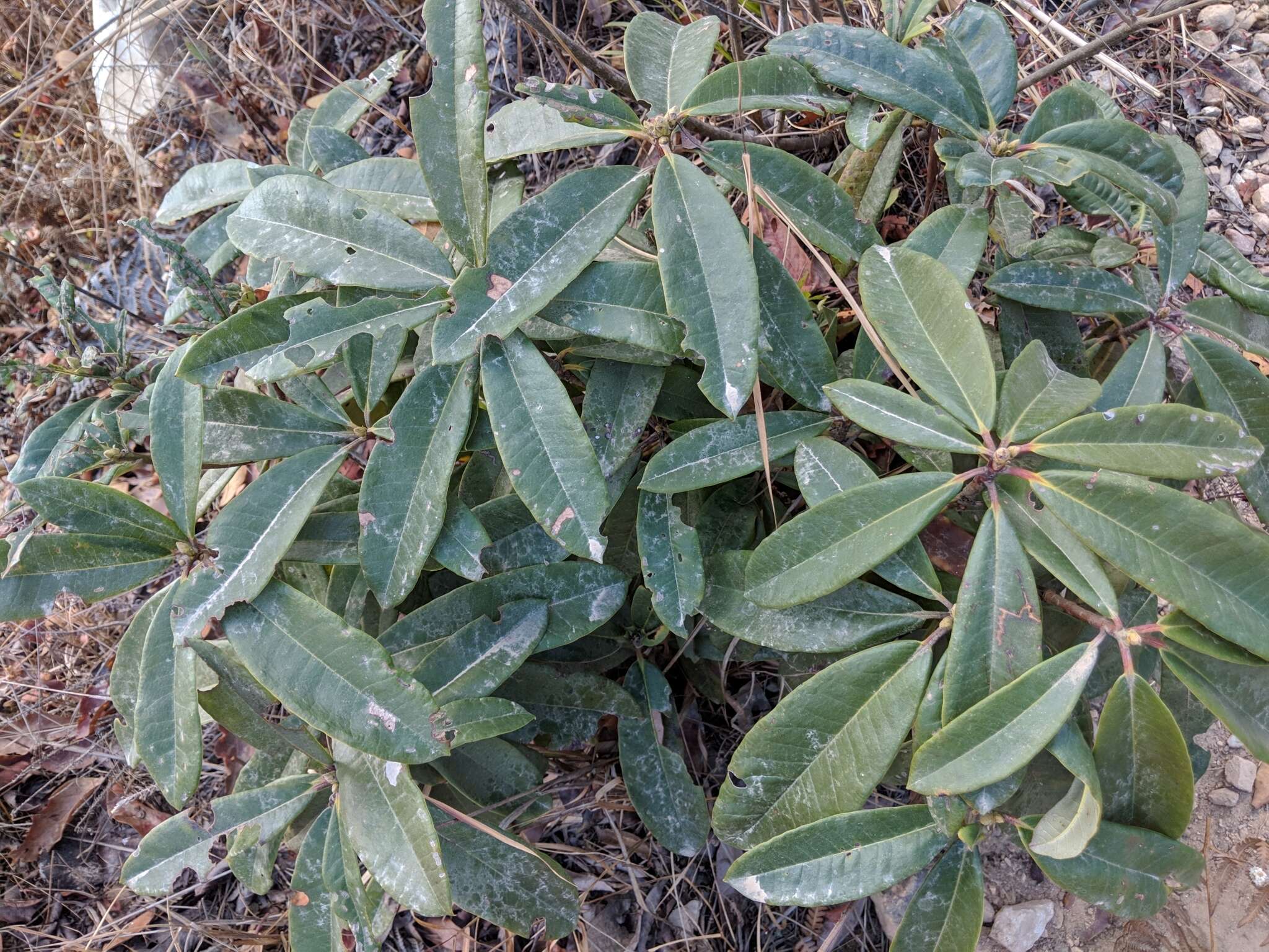 Image of Pieris formosa (Wall.) D. Don