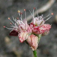Imagem de Eriogonum angulosum Benth.