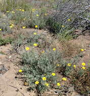 Image of Spear African Daisy