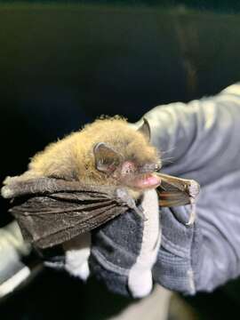 Image of Long-legged Myotis