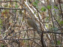 Imagem de Catharus occidentalis Sclater & PL 1859