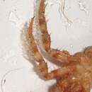 Image of setose hermit crab