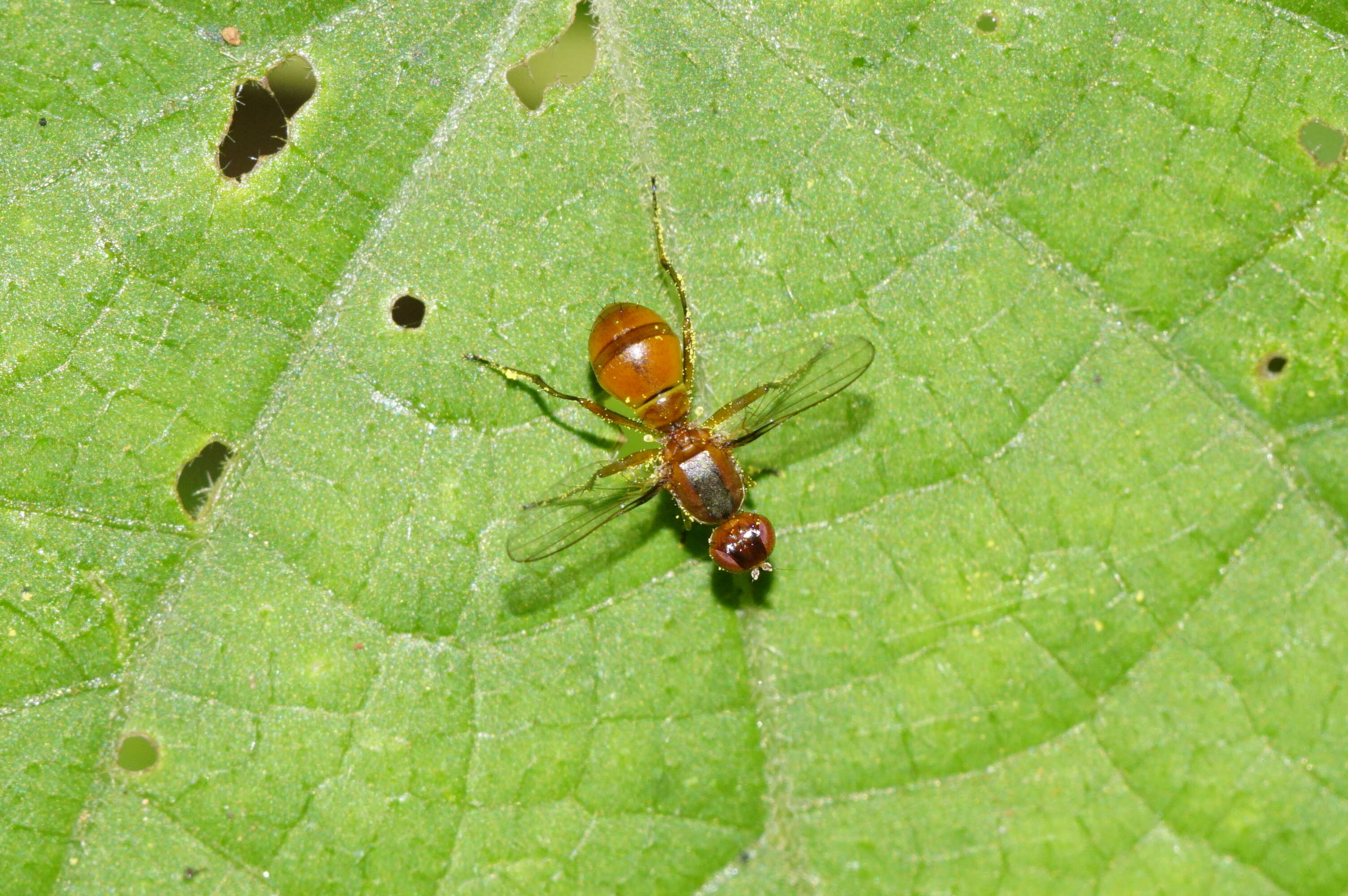 Image of black scavenger flies