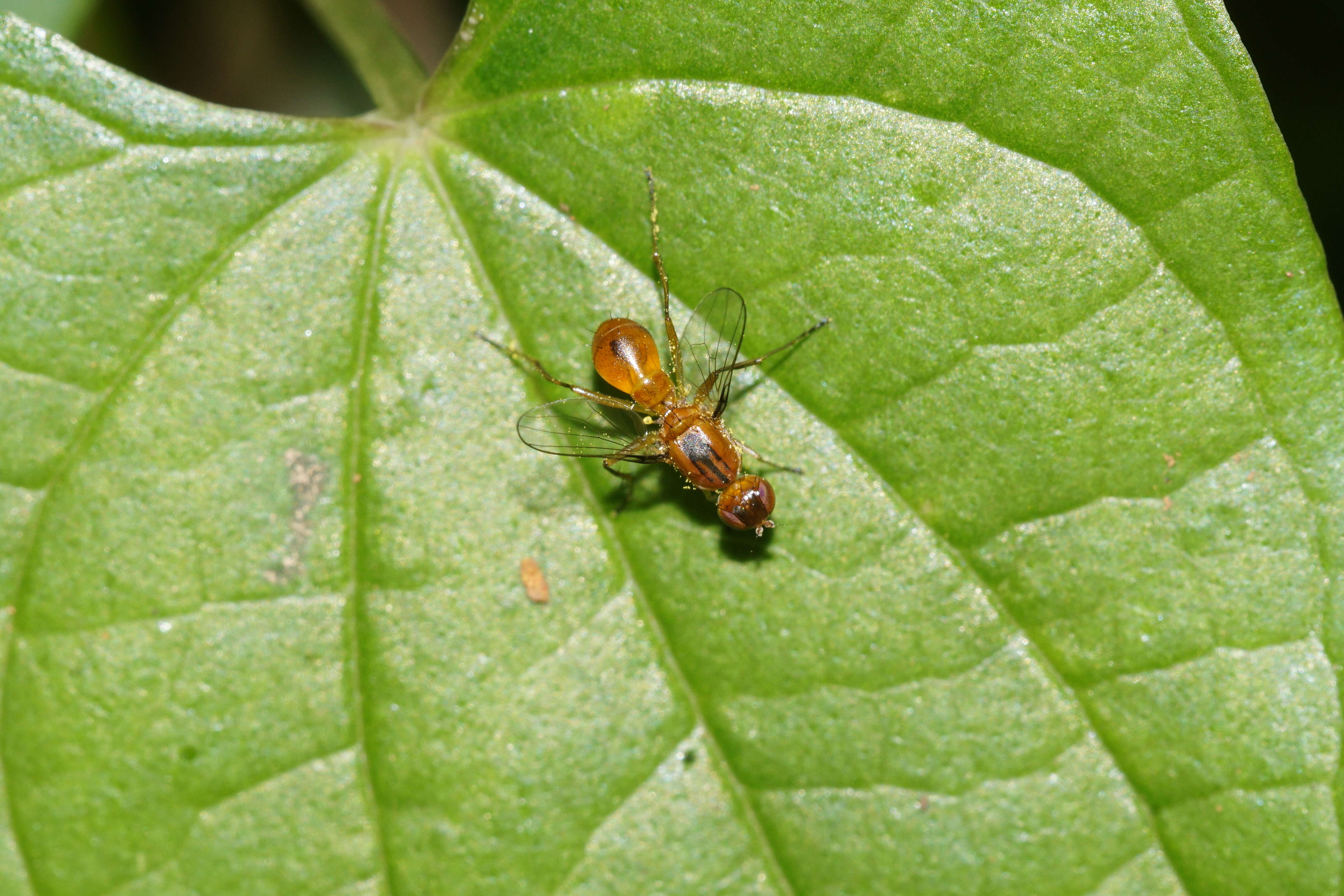 Image of black scavenger flies