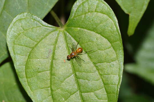 Image of black scavenger flies