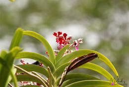 Image of Vanda perplexa Motes & D. L. Roberts