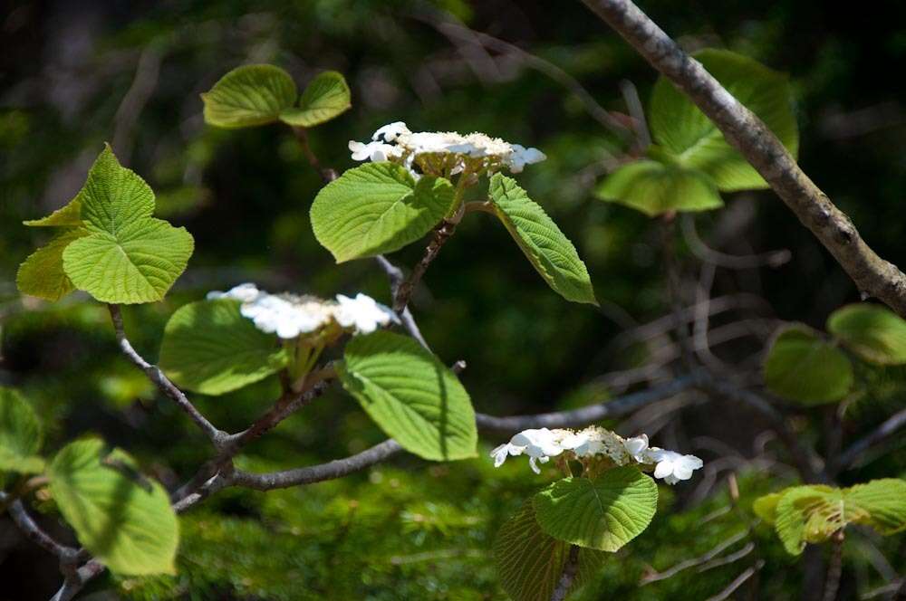 Image of hobblebush