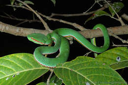 Image of Trimeresurus gumprechti David, Vogel, Pauwels & Vidal 2002