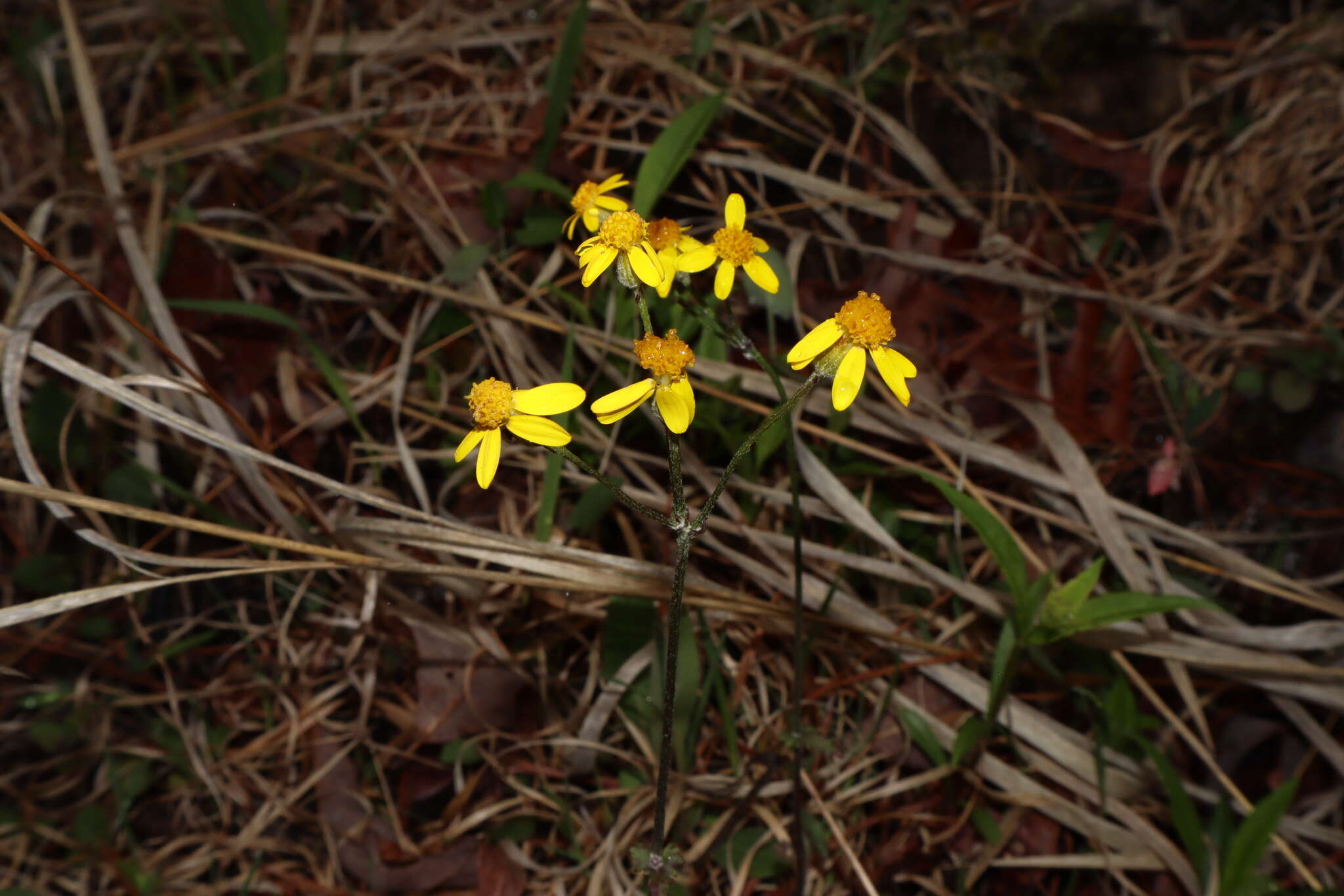 Image of serpentine ragwort