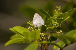 Image de Tmolus echion (Linnaeus 1767)