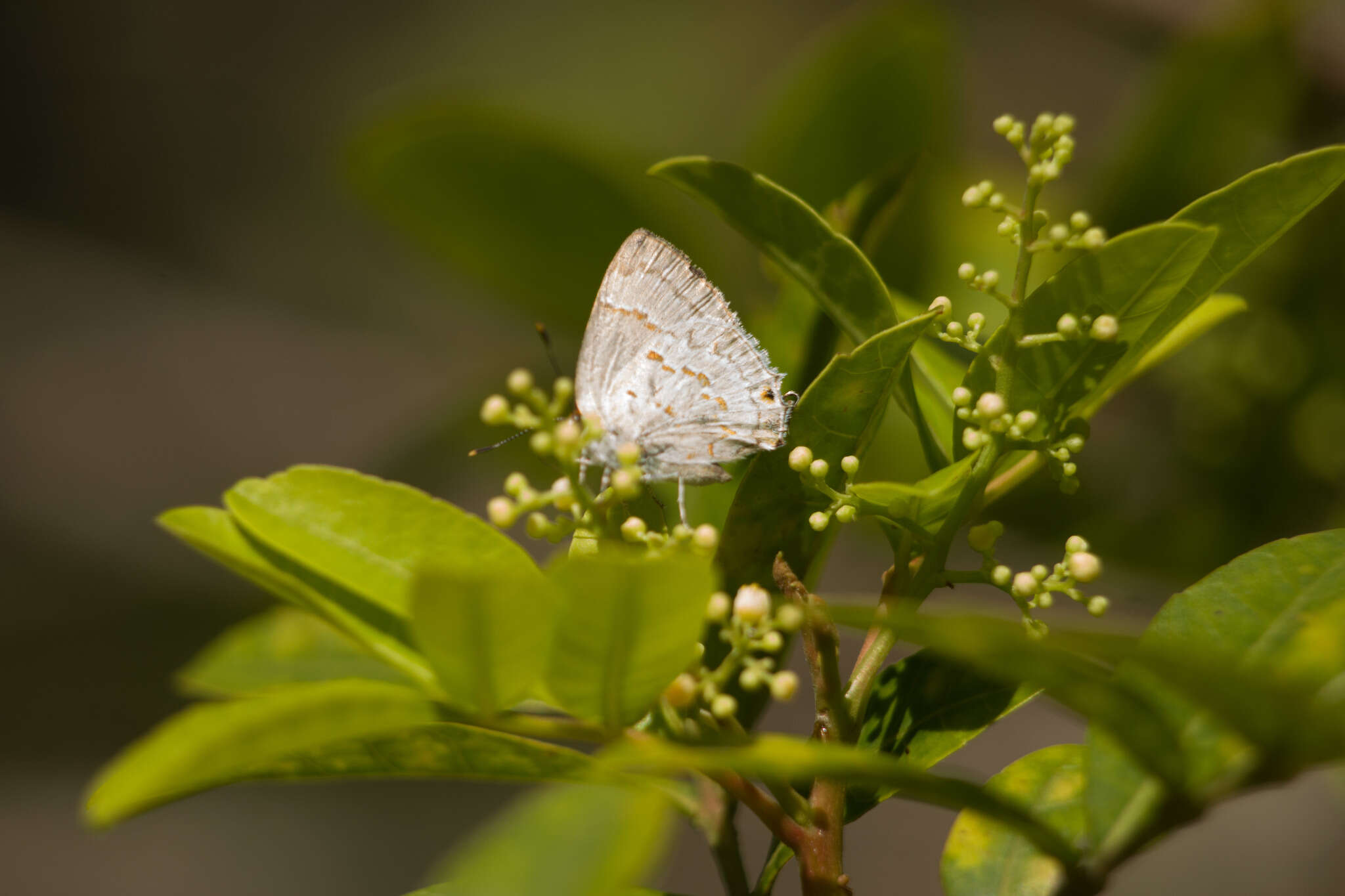 Слика од Tmolus echion (Linnaeus 1767)