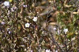 Image of Frankenia pauciflora DC.