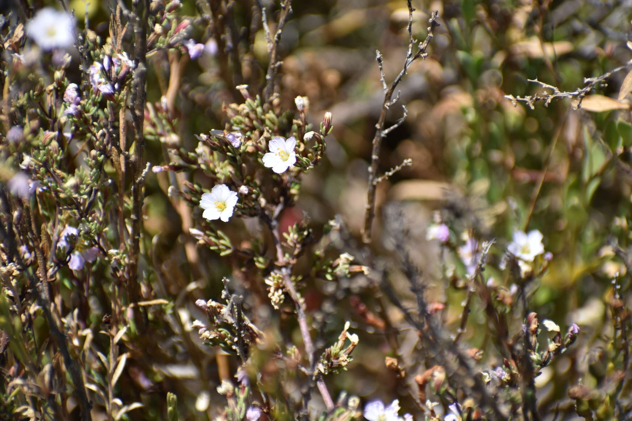 Image of Frankenia pauciflora DC.