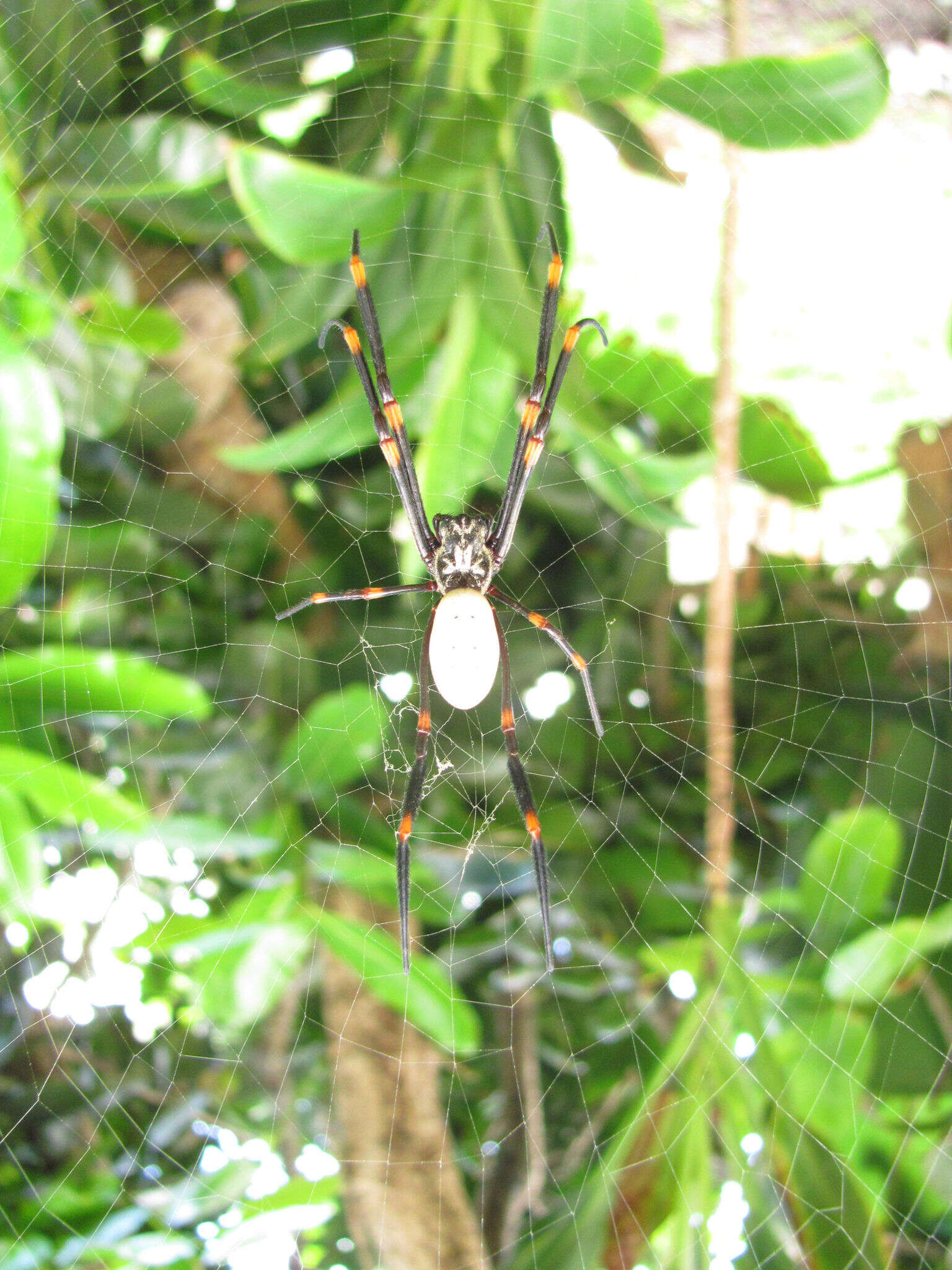 Imagem de Nephila tetragnathoides (Walckenaer 1841)