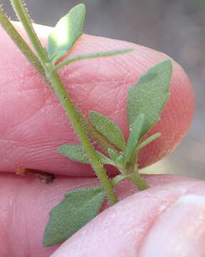 Image of Sutera polyantha (Benth.) Kuntze