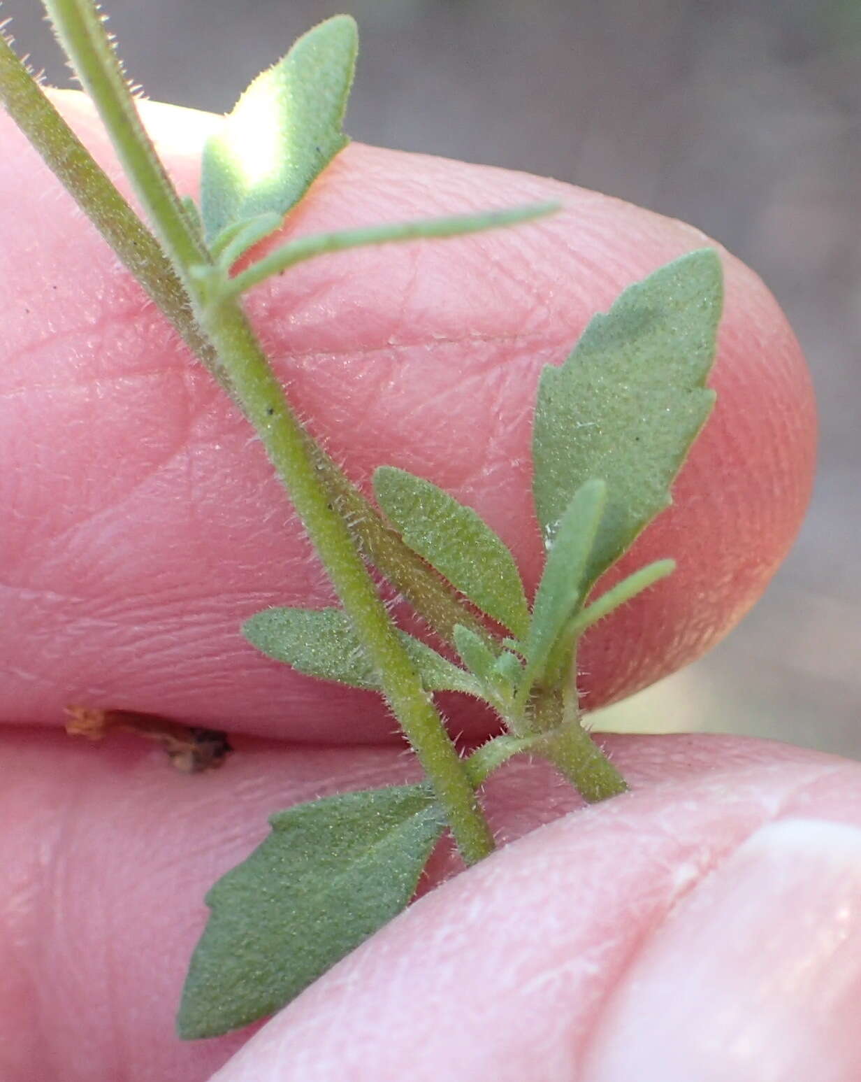 Image de Sutera polyantha (Benth.) Kuntze