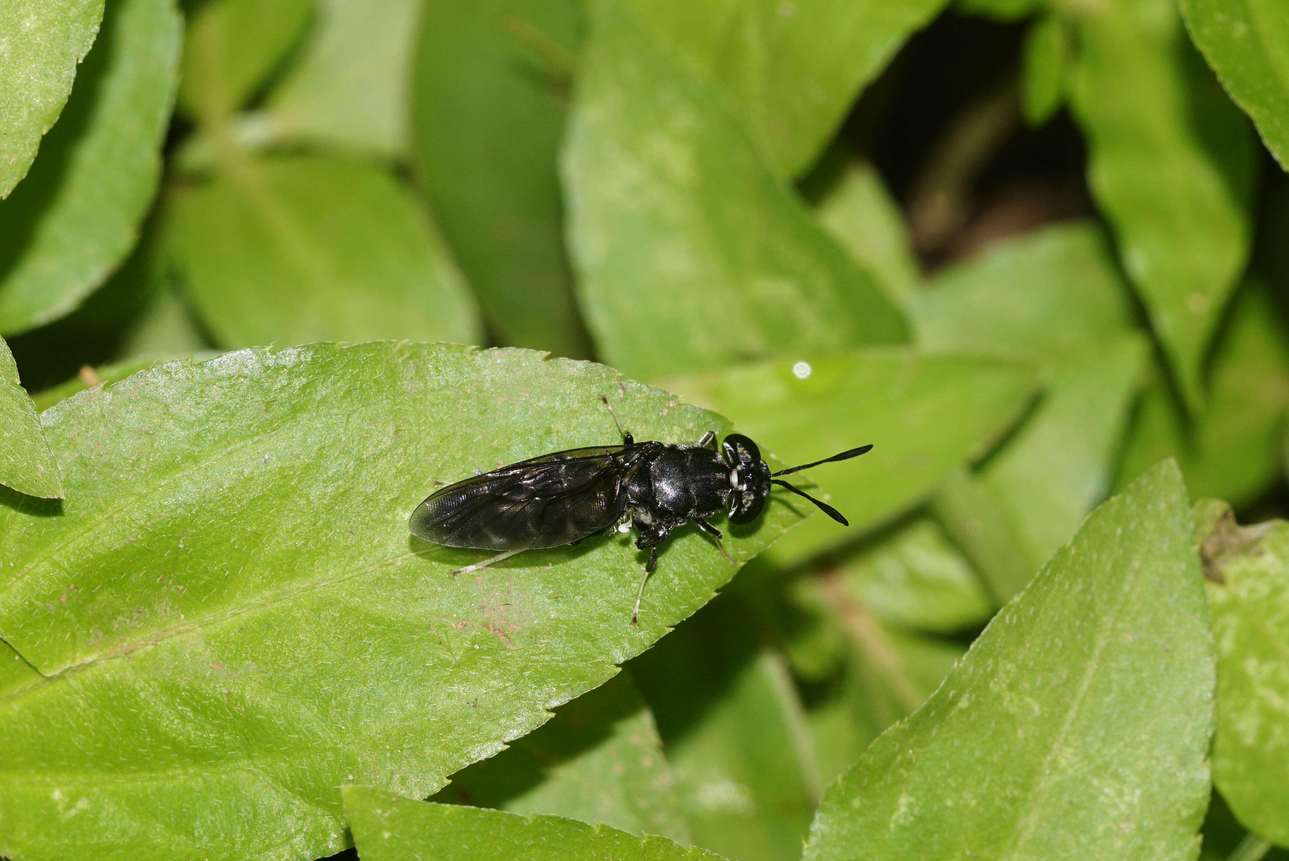 Image of Black Soldier Fly