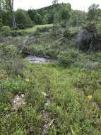 Image of Tennessee yelloweyed grass