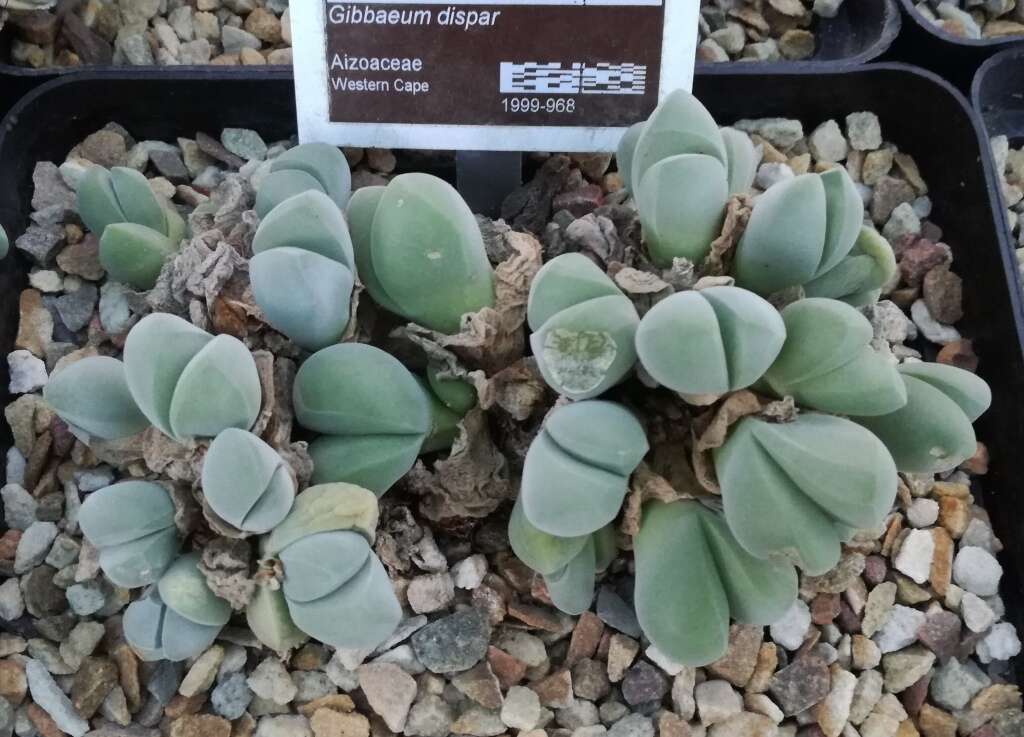 Imagem de Gibbaeum dispar N. E. Br.