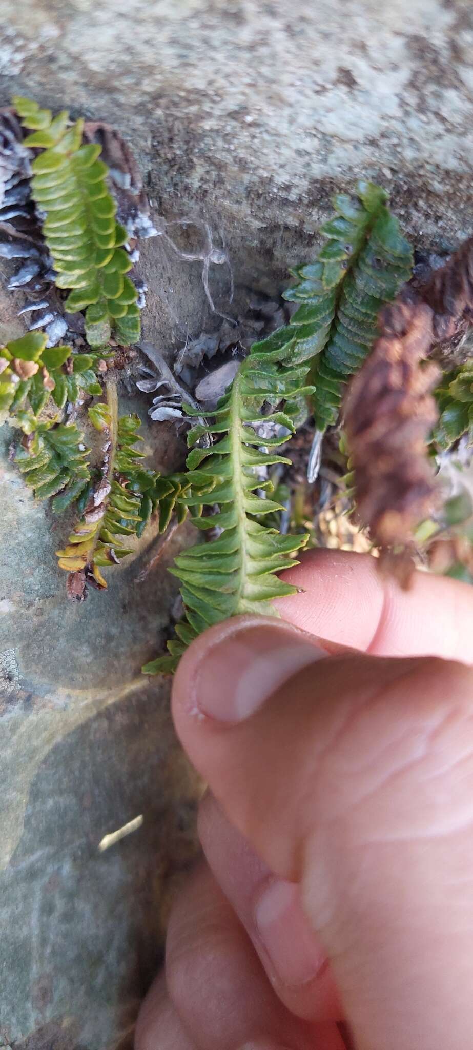 Image of Austroblechnum microphyllum (Goldm.) Gasper & V. A. O. Dittrich