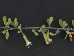 Image of Arizona desert-thorn