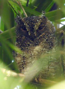 Image of Sulawesi Scops Owl