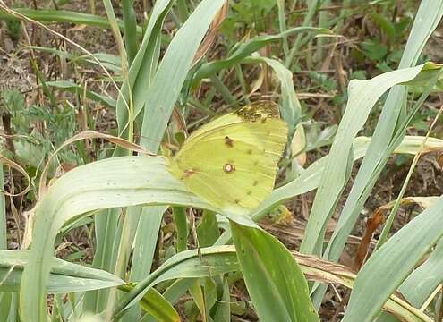 Imagem de Colias alfacariensis Ribbe 1905