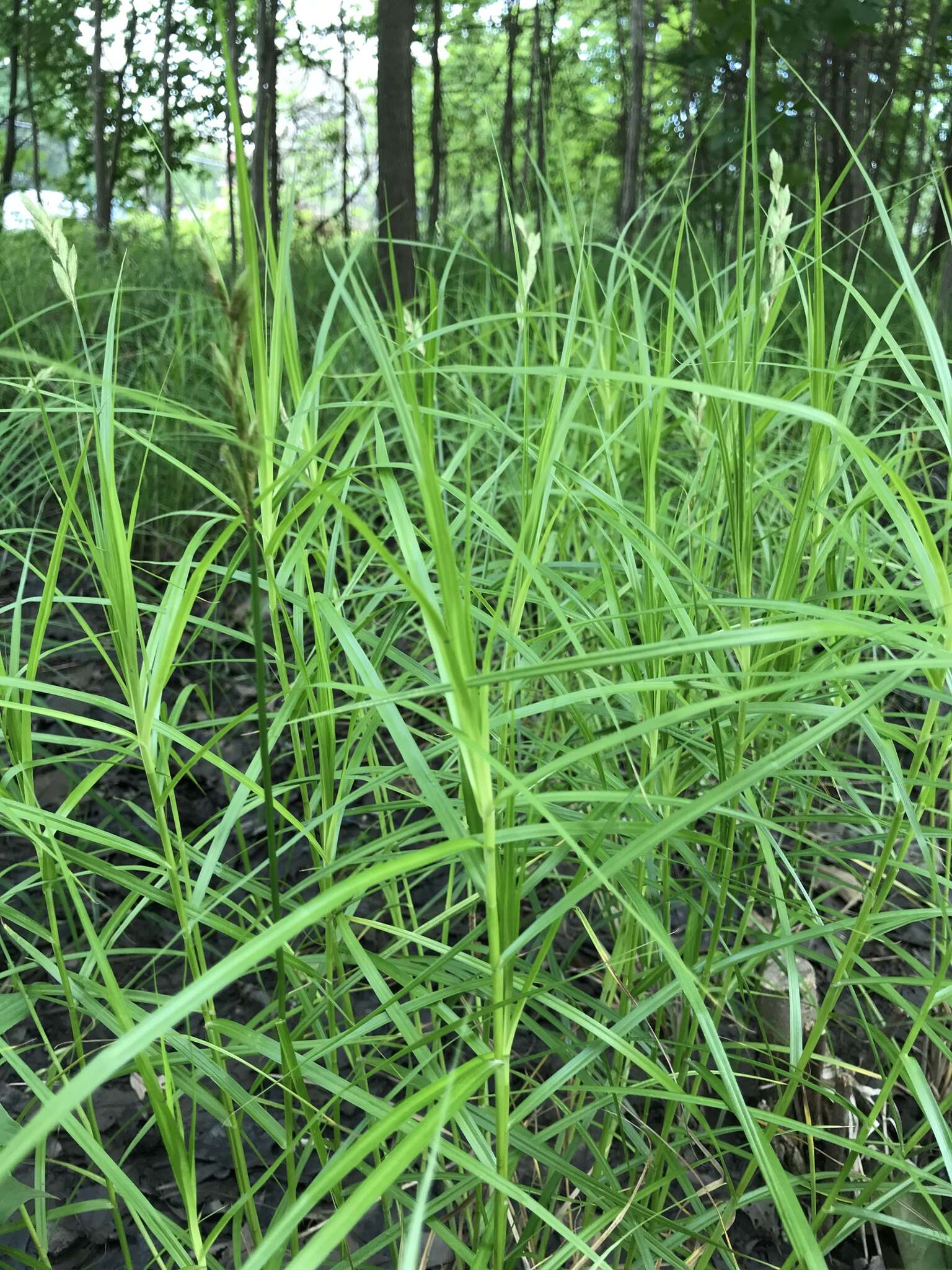 Слика од Carex muskingumensis Schwein.